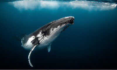 Ballena Azul