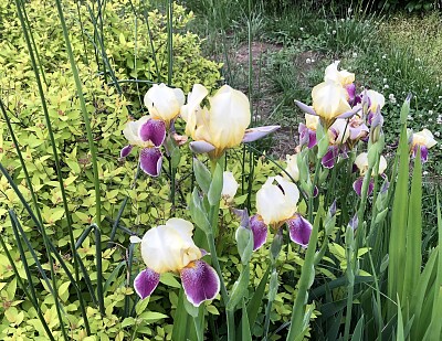 Iris in Biltmore Village