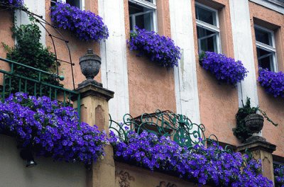 Purple Balcony and Window Sills
