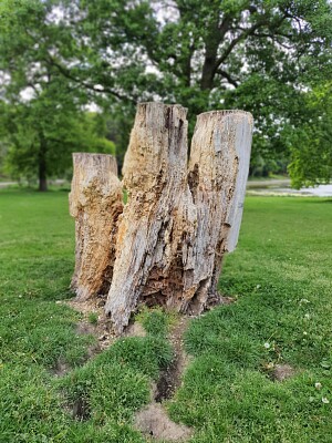 arbre