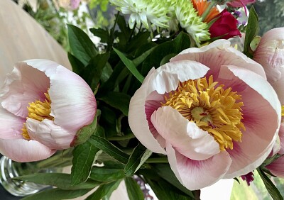 Pink Peonies