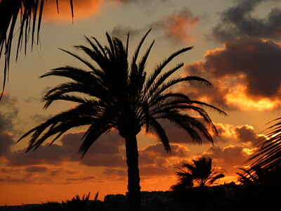 Palme