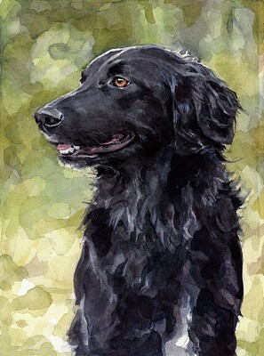 perro negro