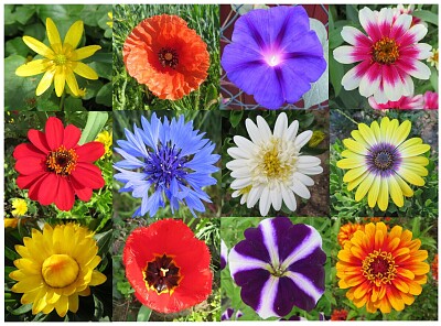 Blüten
