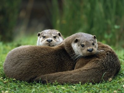 פאזל של nutria