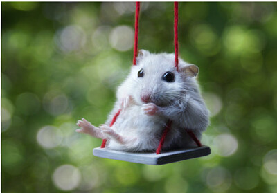 Hamster