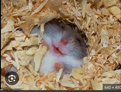 Hamster