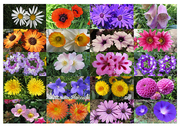 Blüten