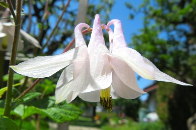 Akelei Blüte