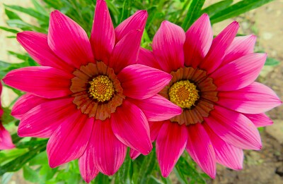 Blüten