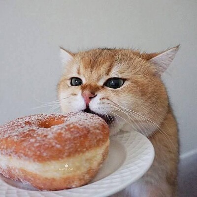 Gato