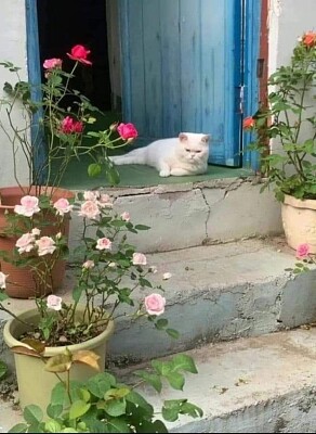 Gato