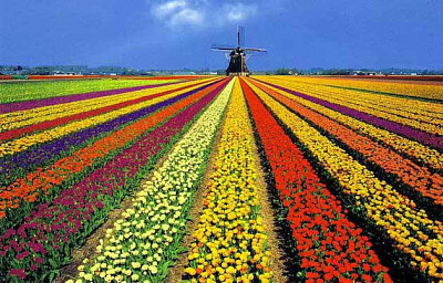 flores