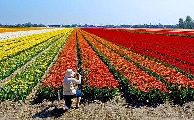 flores