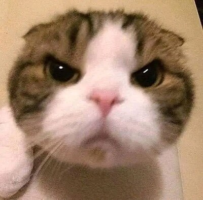 Gatos