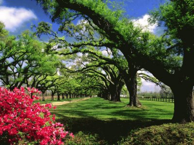 פאזל של bosque en primavera