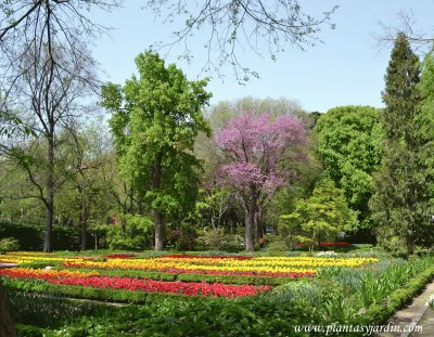 פאזל של flores