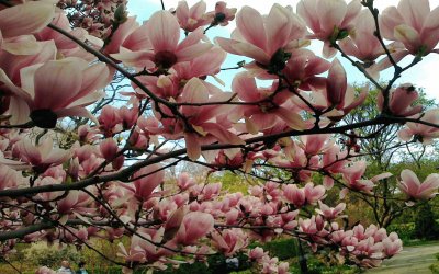 פאזל של magnolias en primavera