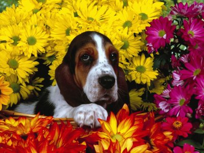 perro en primavera jigsaw puzzle