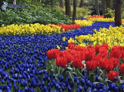 tulipanes jigsaw puzzle