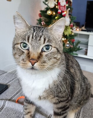 Gato lindo