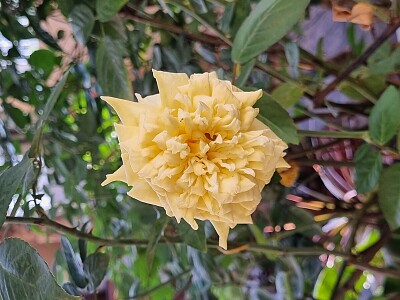 Rosa Branca