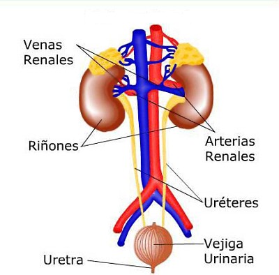 SISTEMA EXCRETOR