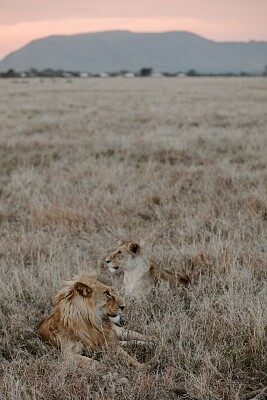 Leões na savana