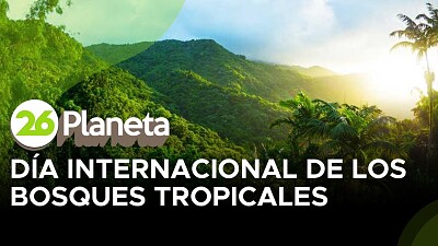 BOSQUES TROPICALES