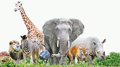 animal