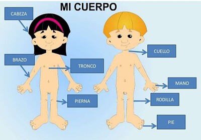 mi cuerpo humano