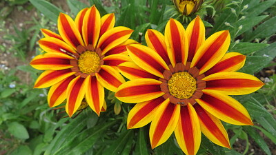 Blüten