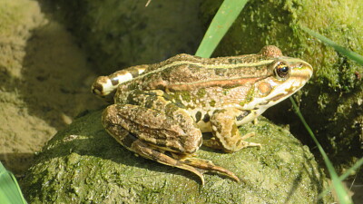 Kröte