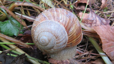 Schnecke