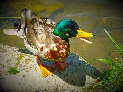 Ente