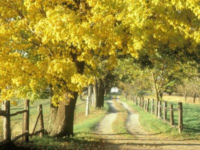 פאזל של verano en el campo