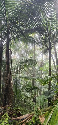 Cerro Guilarte 1, Adjuntas, PR