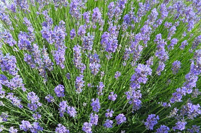 Lavendel
