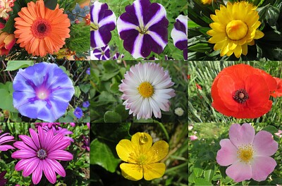 Blüten
