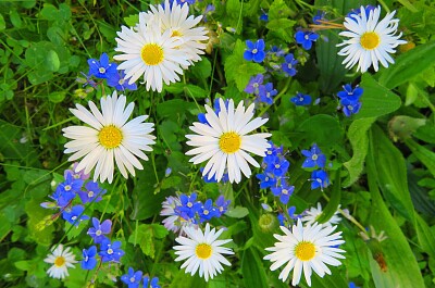 Gänseblümchen