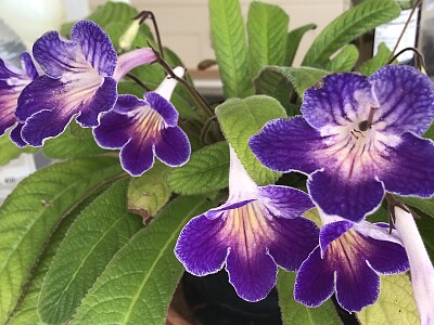 Cape Primrose (Streptocarpus) 1 1