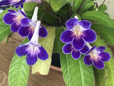Cape Primrose (Streptocarpus) 2