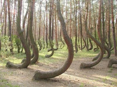 פאזל של kneeling trees