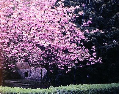 jardim 4