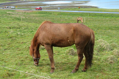 Island-Pferd