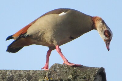 Nilgans