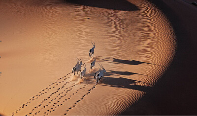 Okapis
