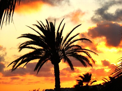 Palme auf Lanzarote