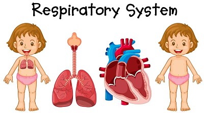SISTEMA RESPIRATORIO 03
