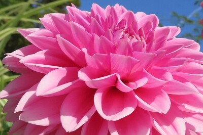Dahlie